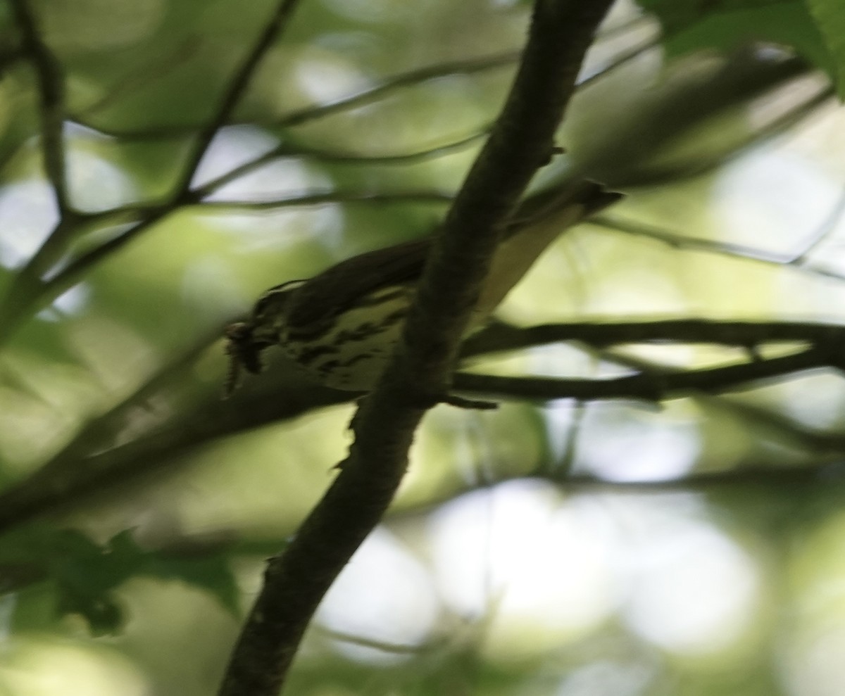 Louisiana Waterthrush - Jeanne-Marie Maher