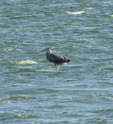 Great Blue Heron - ML579254061