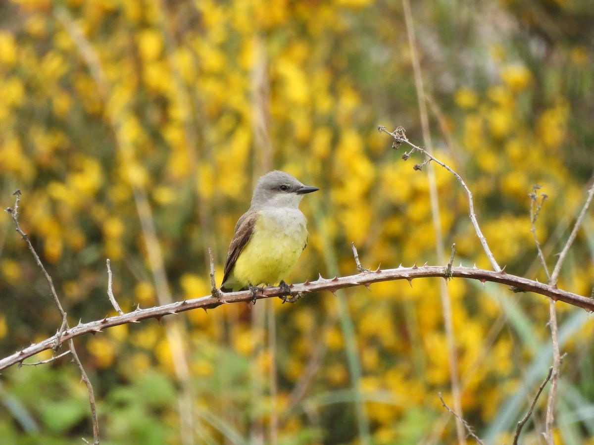 Western Kingbird - Enrico Konig