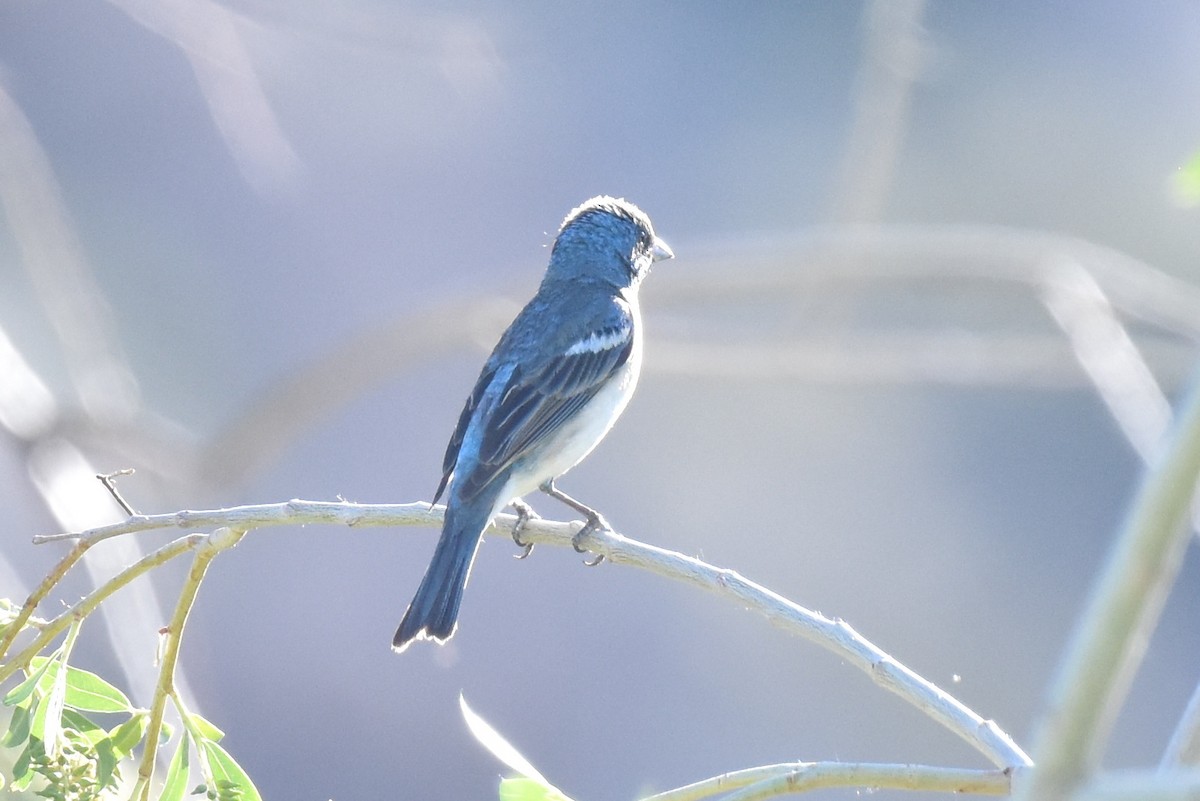 Lazuli Bunting - Naresh Satyan