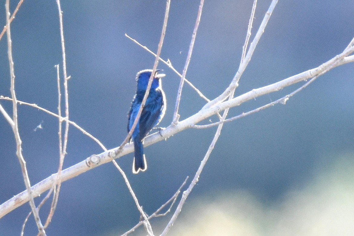 Indigo Bunting - Naresh Satyan