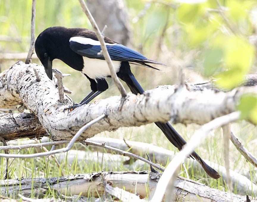 Black-billed Magpie - ML579255281