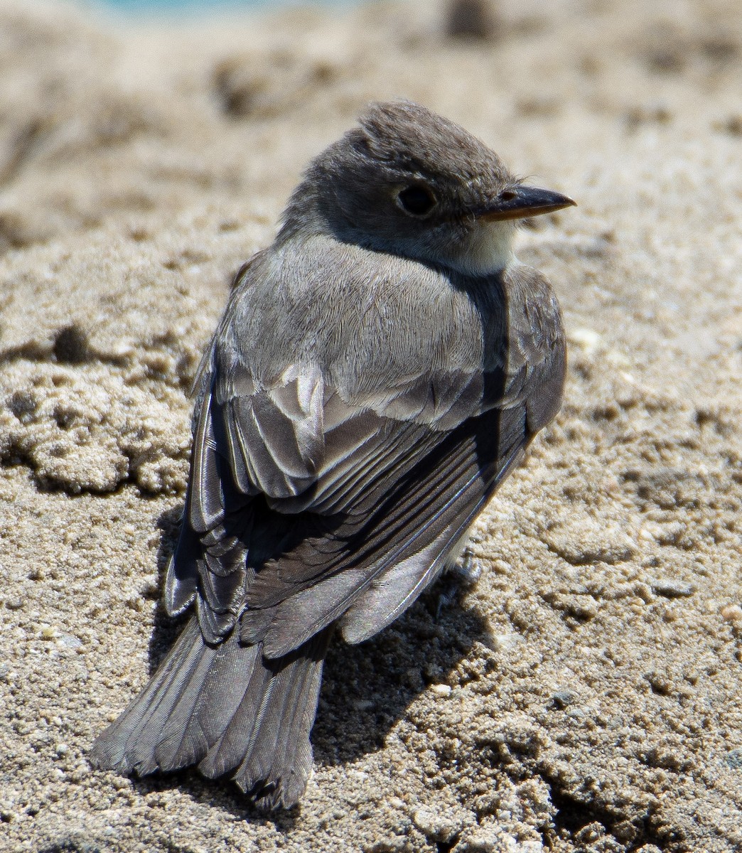 pewee sp. (Contopus sp.) - ML579255301