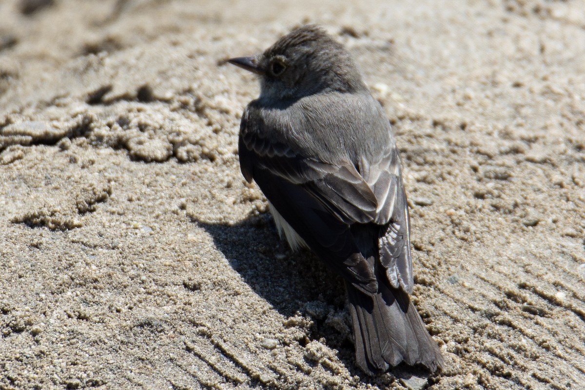 pewee sp. (Contopus sp.) - ML579255311