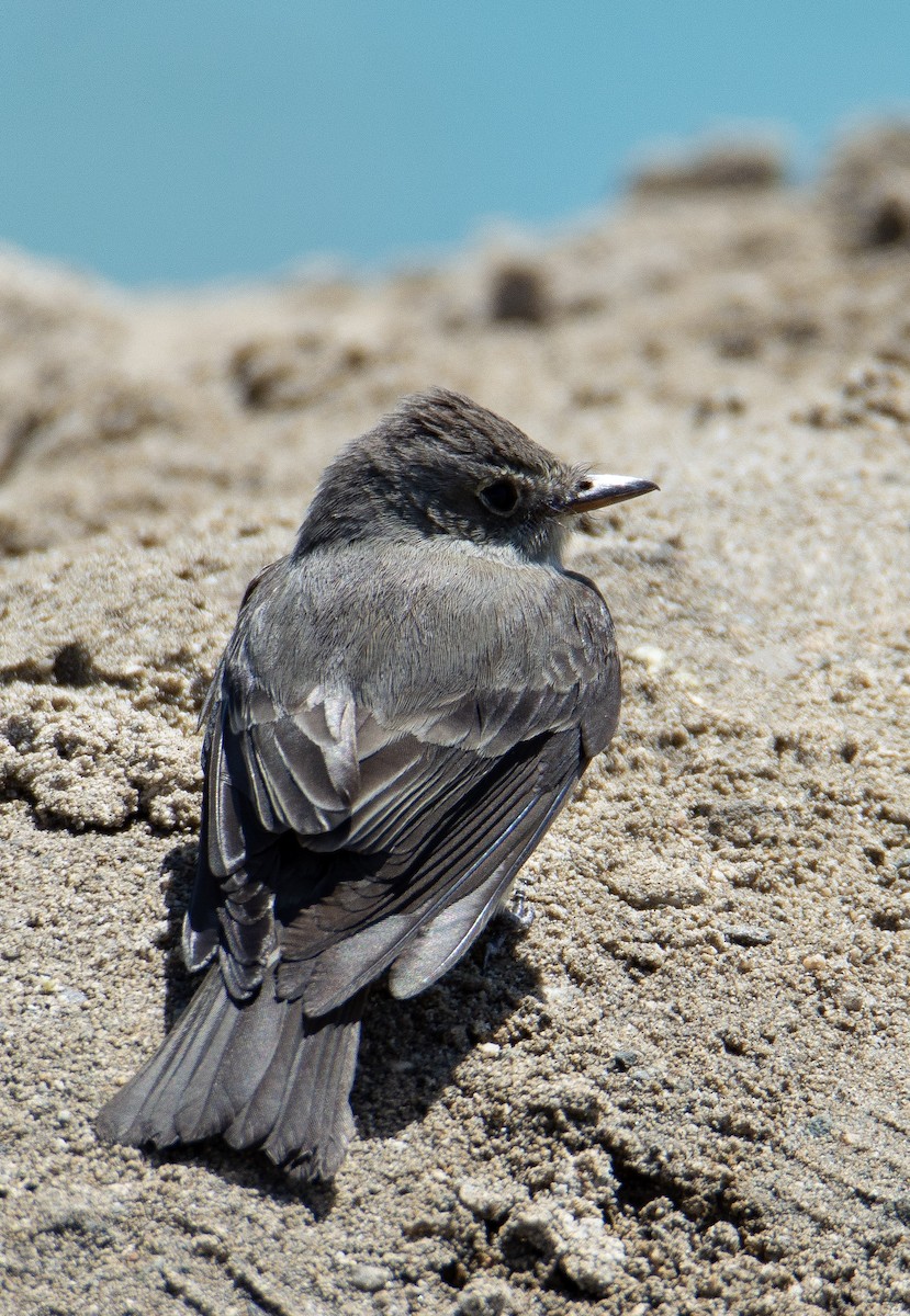 pewee sp. (Contopus sp.) - ML579255321