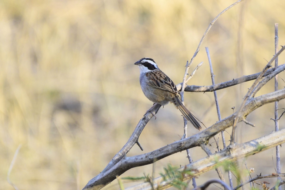 Stripe-headed Sparrow - David de Rivera Tønnessen