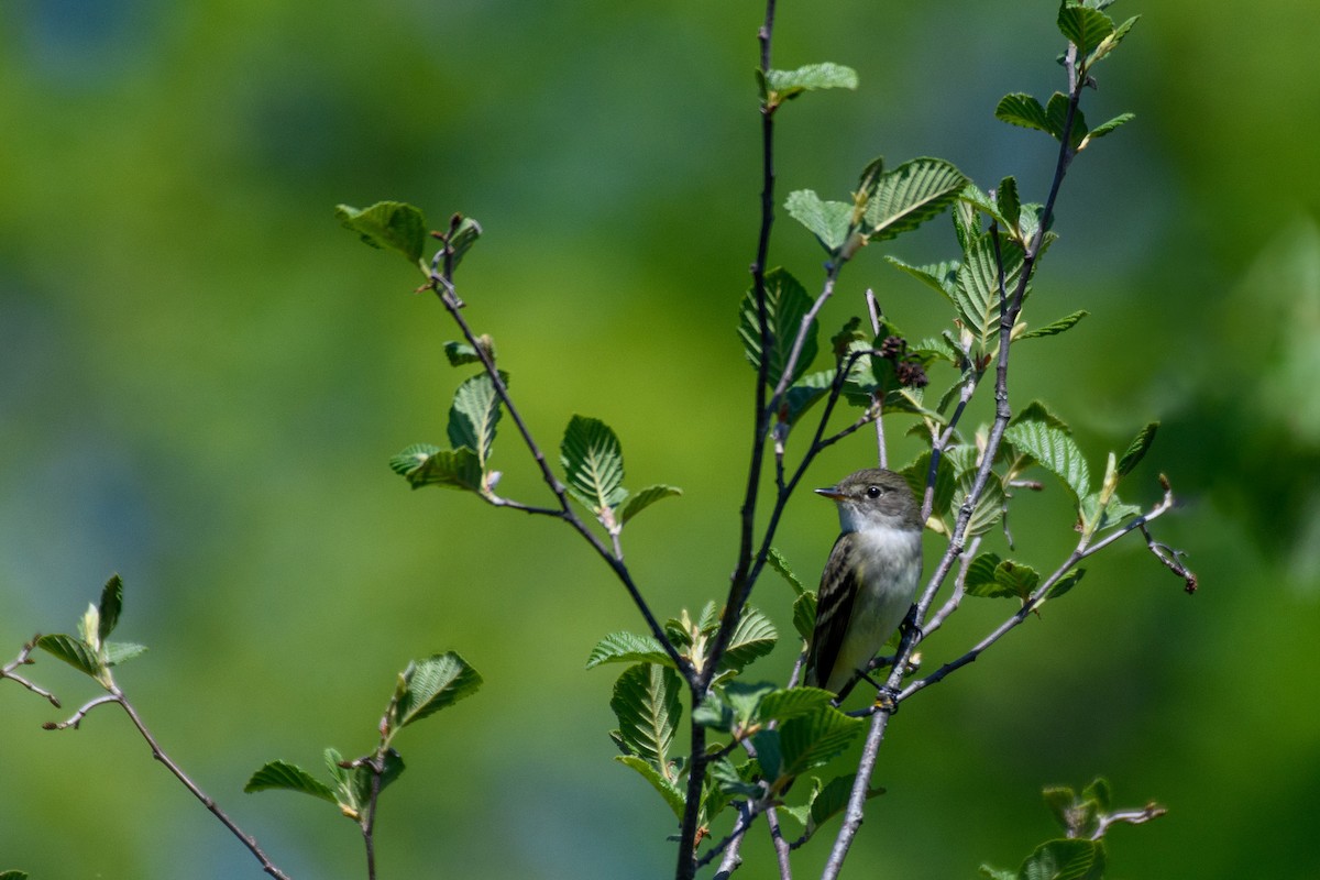 Alder Flycatcher - ML579256691