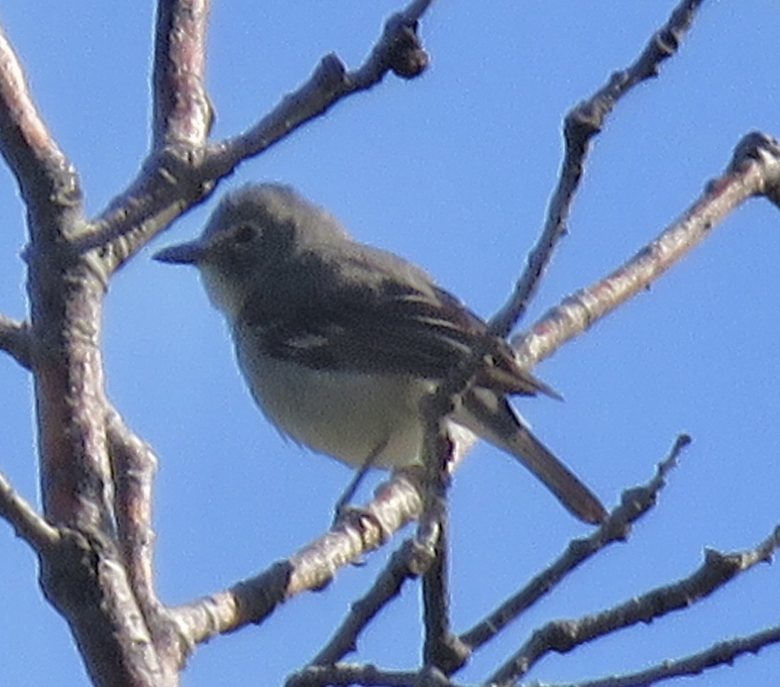 blyvireo - ML579256921