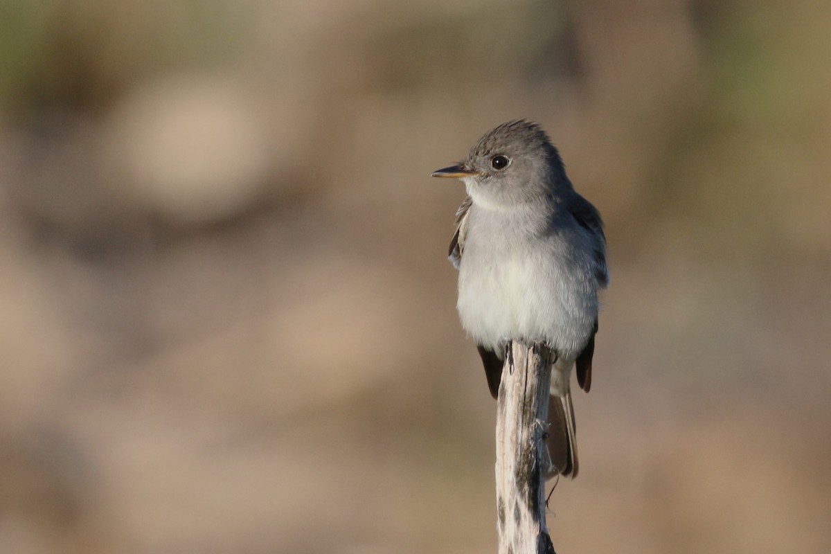 Eastern Wood-Pewee - ML579260011