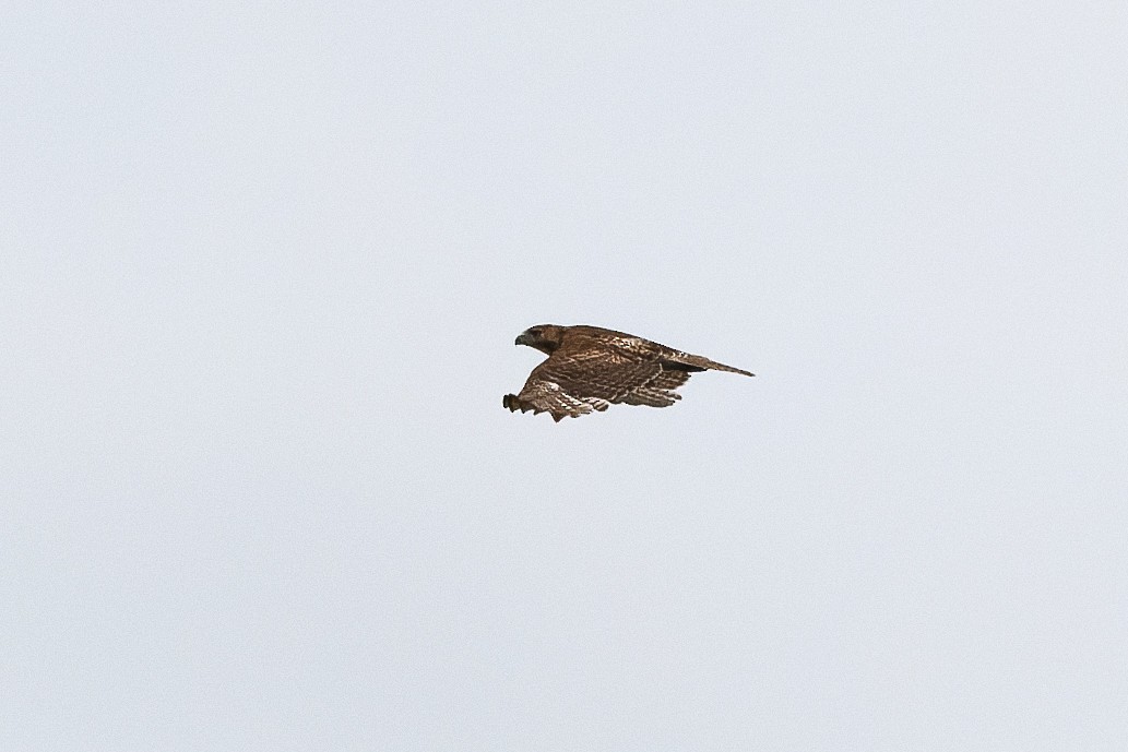 Red-tailed Hawk - ML579261581