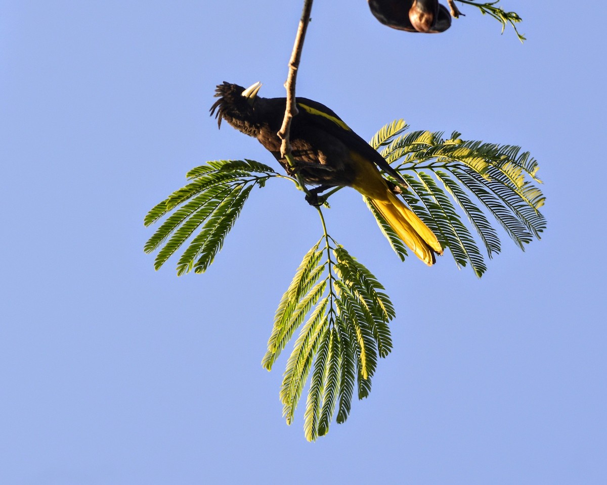 Yellow-winged Cacique - David de Rivera Tønnessen