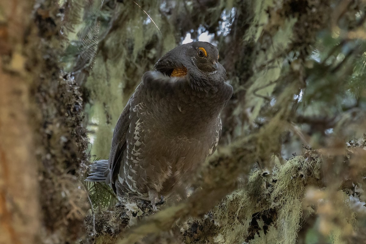 Sooty Grouse - ML579262071