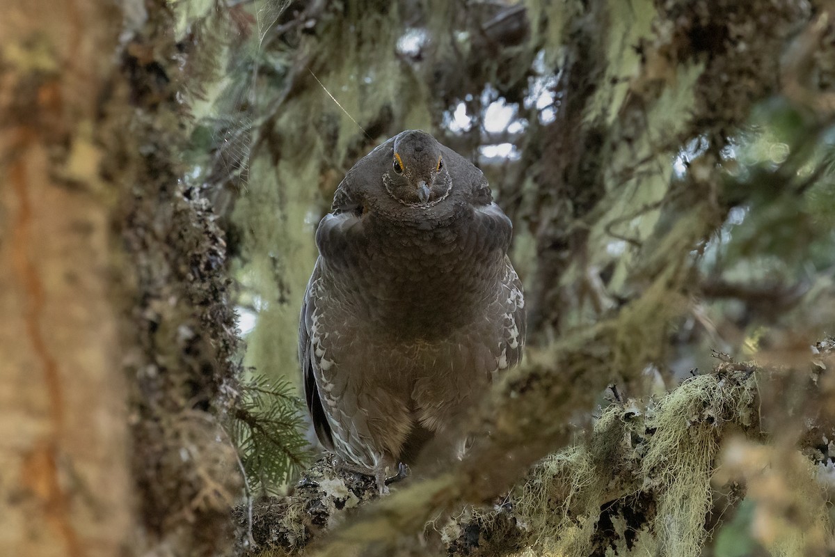 Sooty Grouse - Kyle Landstra