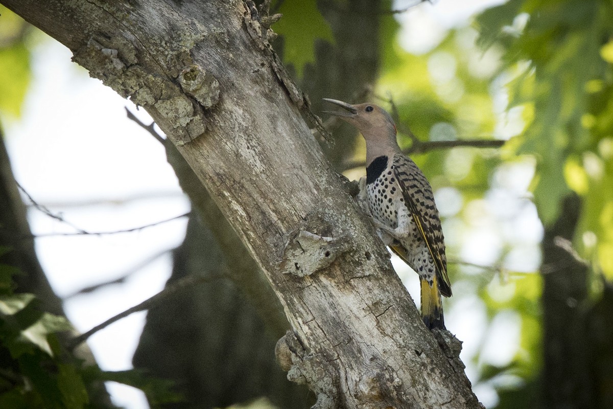 Northern Flicker - ML579262711