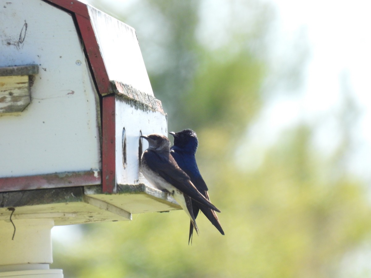 Purple Martin - Cheryl Ring