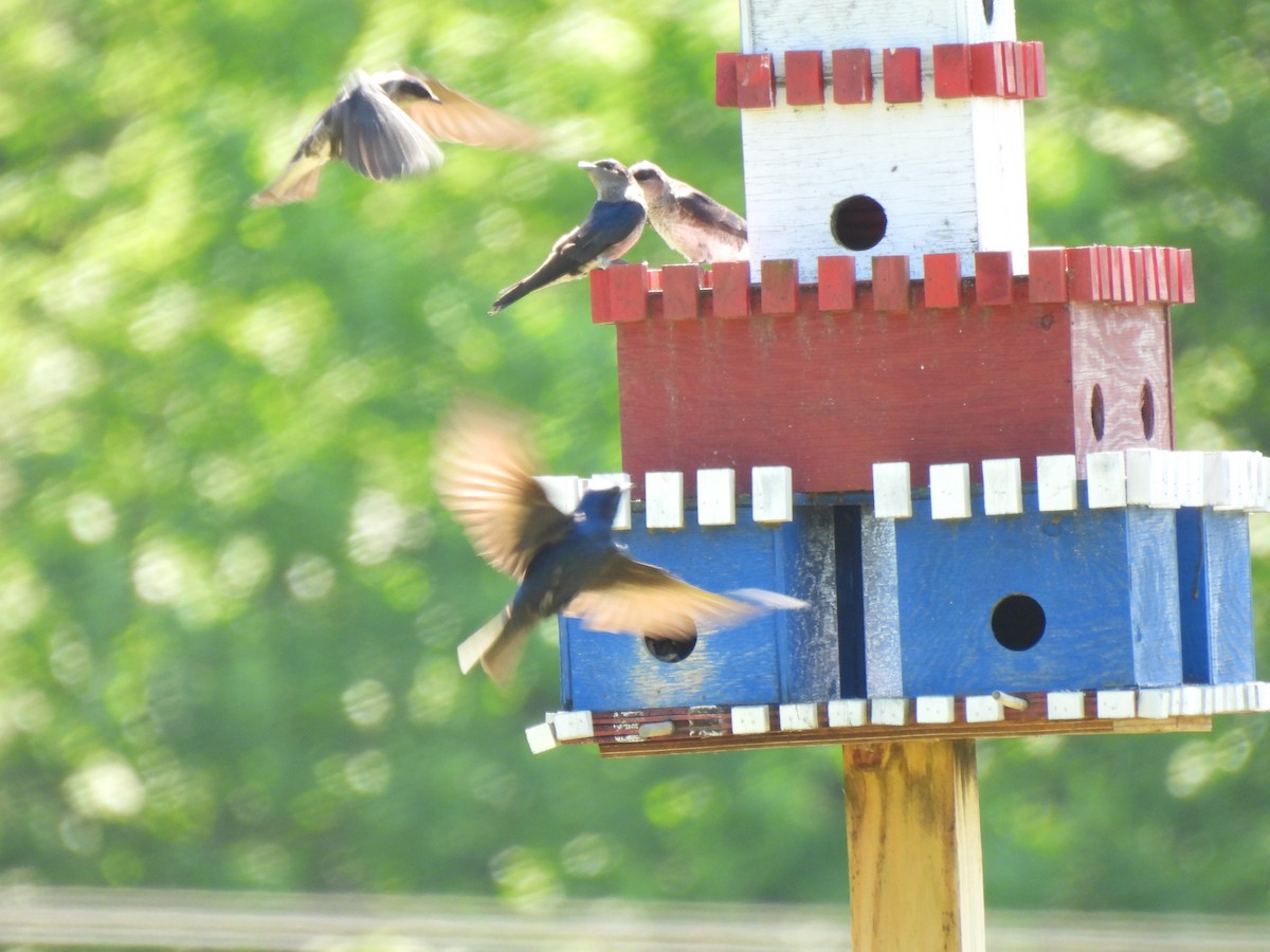 Purple Martin - ML579262861