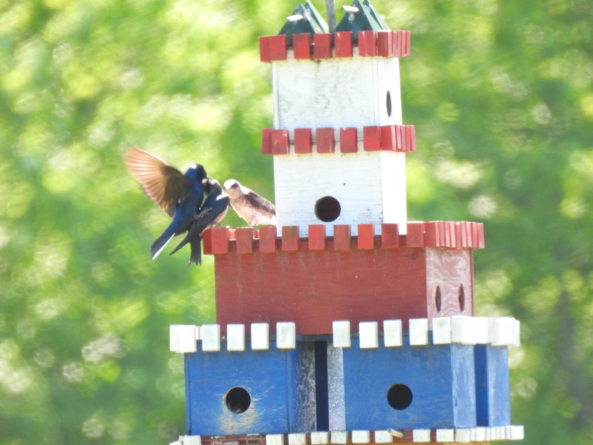 Purple Martin - ML579262871