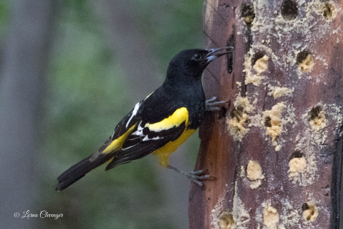 Scott's Oriole - ML579263171