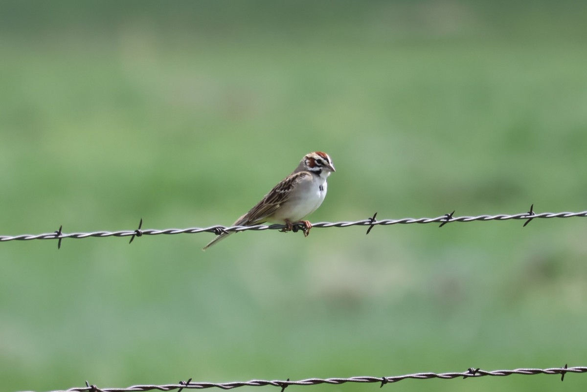 Lark Sparrow - ML579263881