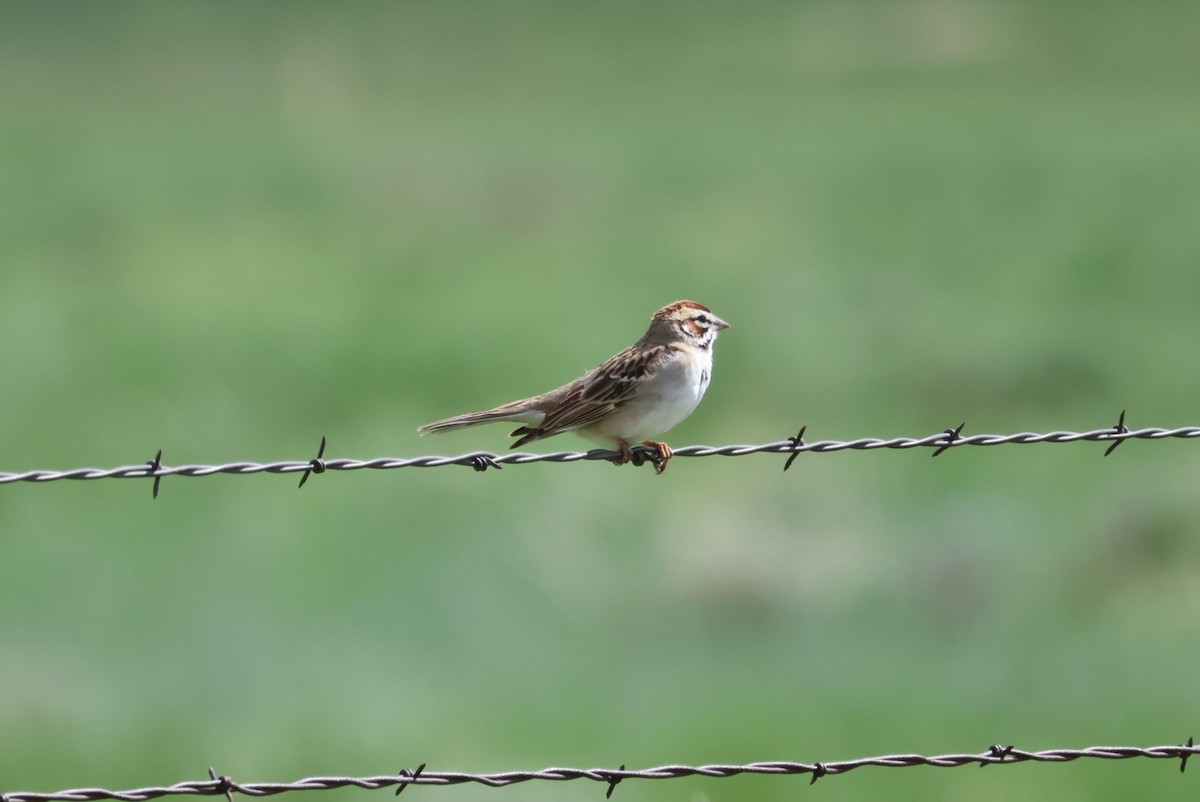 Lark Sparrow - ML579263891