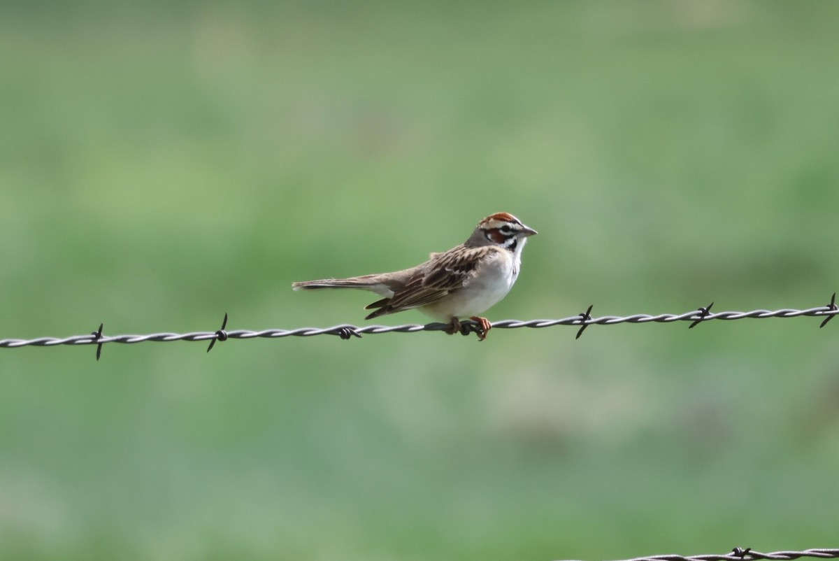 Lark Sparrow - ML579263901