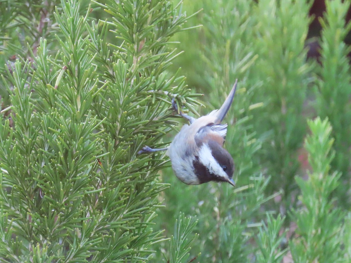 Chestnut-backed Chickadee - Gayle Dangers-Meusel