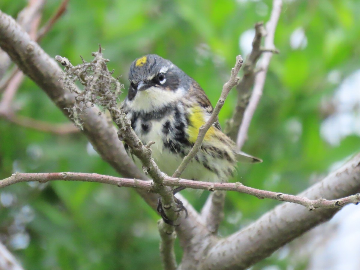 Reinita Coronada (coronata) - ML579264331