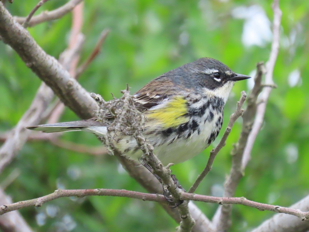 Reinita Coronada (coronata) - ML579264351