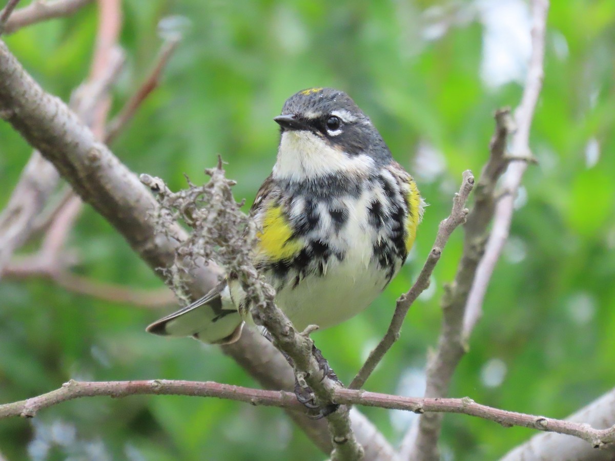 Reinita Coronada (coronata) - ML579264381