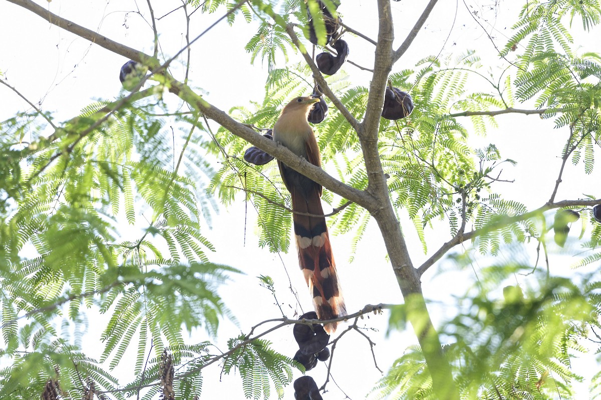 Squirrel Cuckoo (West Mexico) - David de Rivera Tønnessen