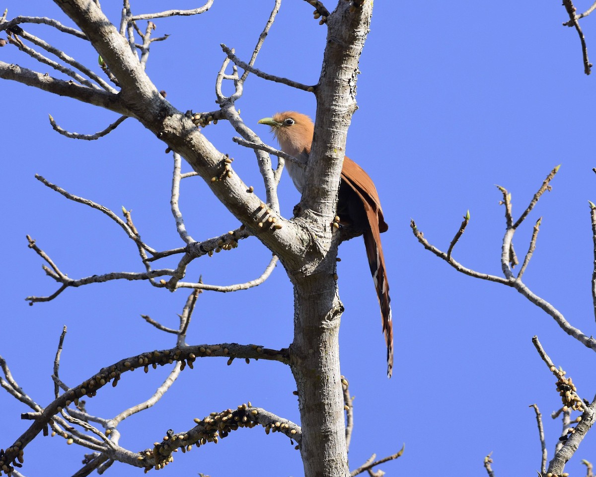 Squirrel Cuckoo (West Mexico) - David de Rivera Tønnessen