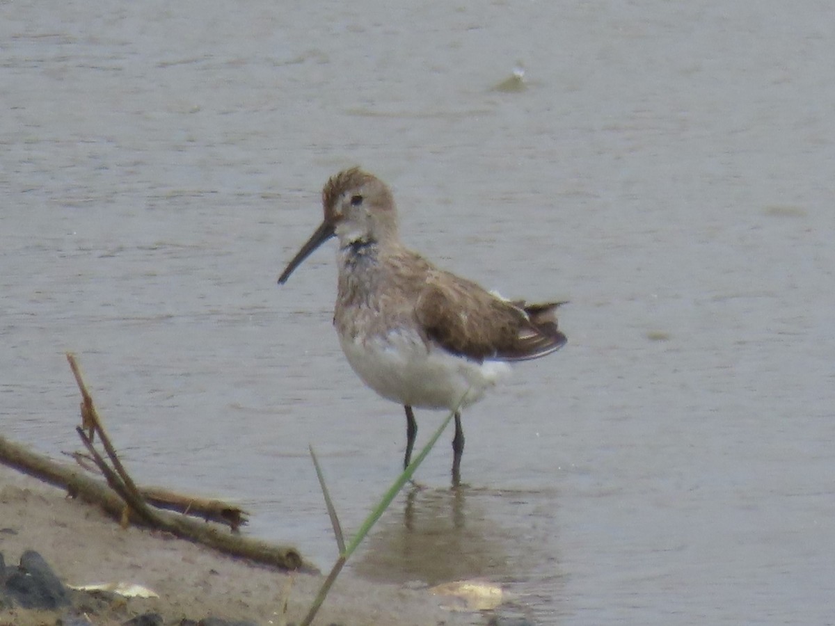 Dunlin - Port of Baltimore