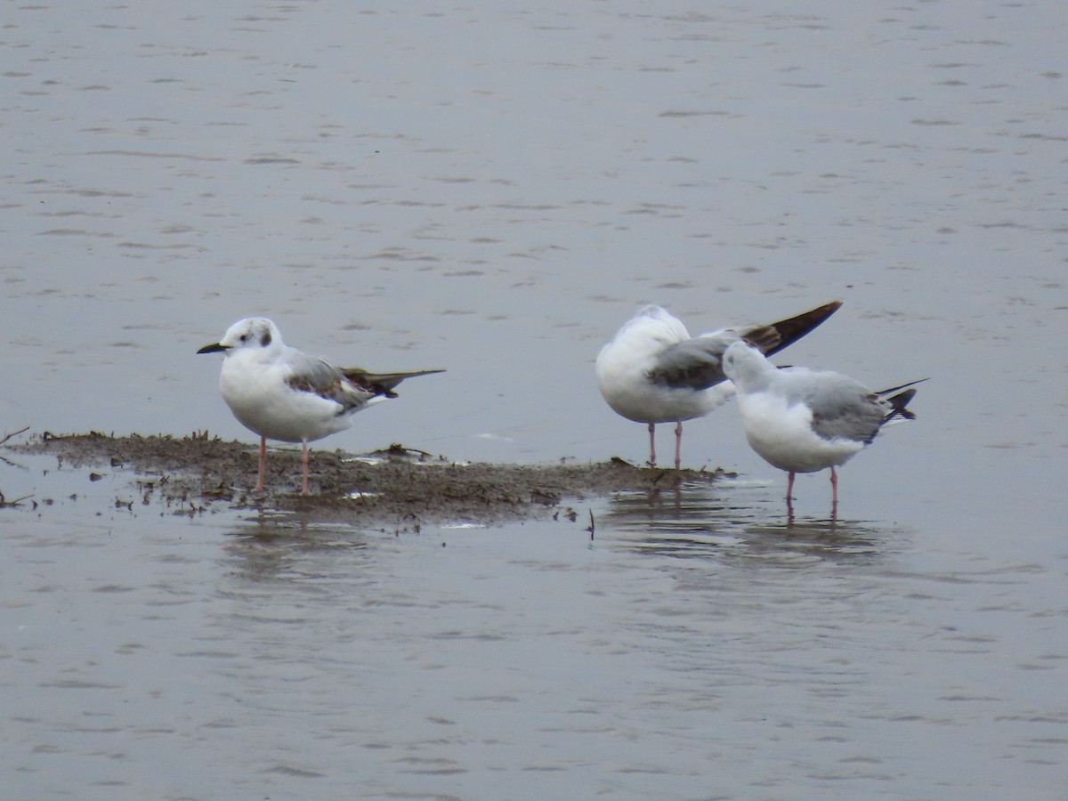 Bonaparte's Gull - ML579265171