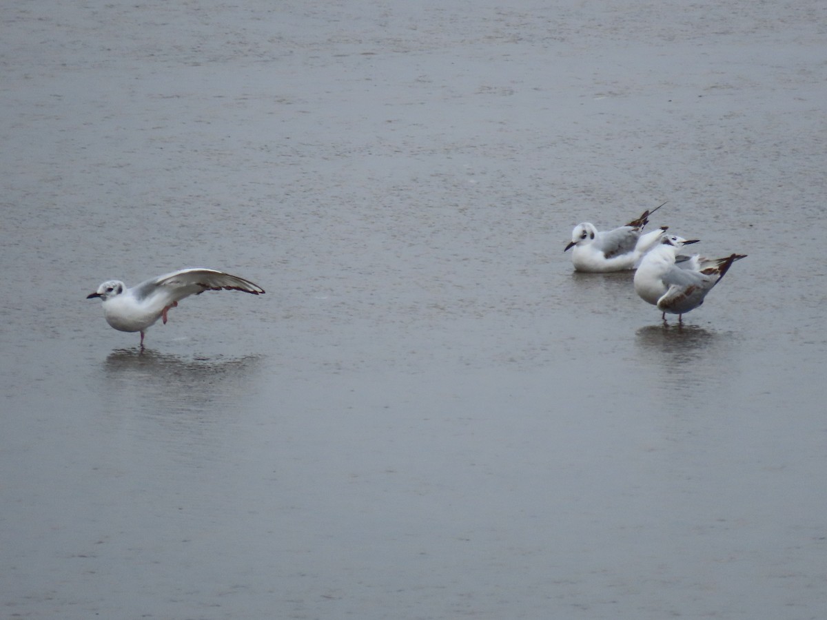 Bonaparte's Gull - ML579265201