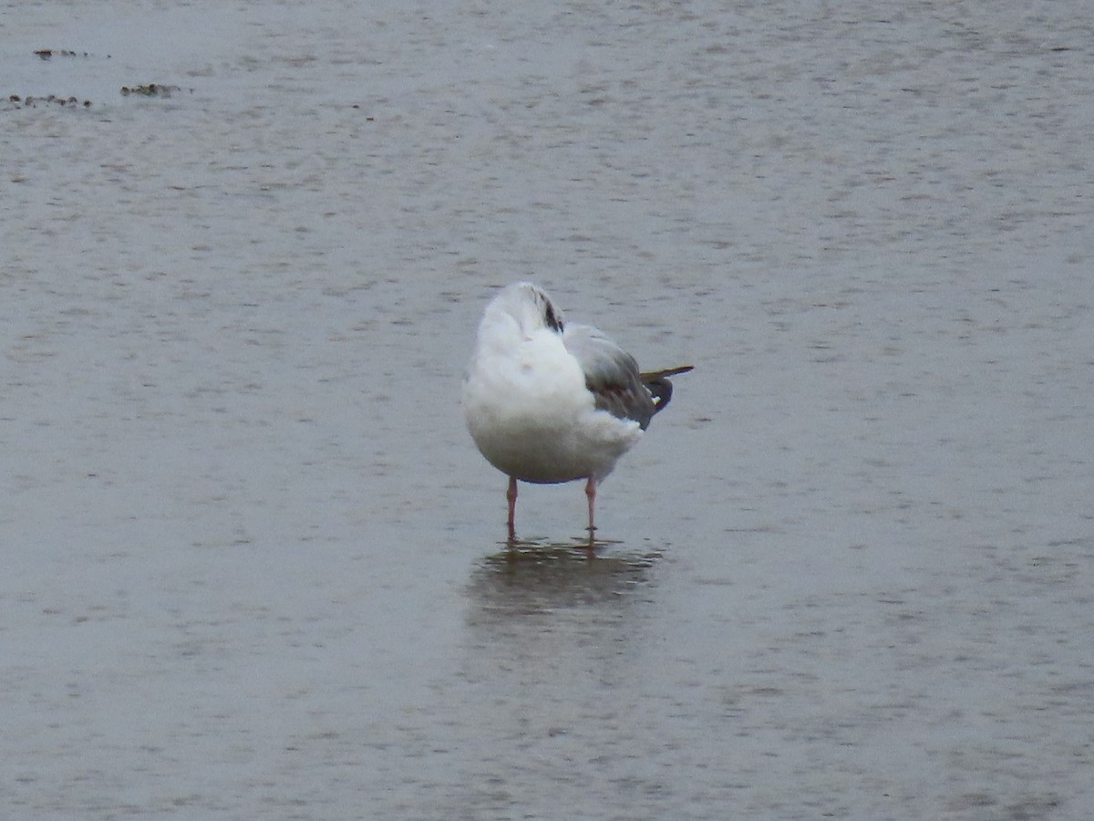 Bonaparte's Gull - ML579265211