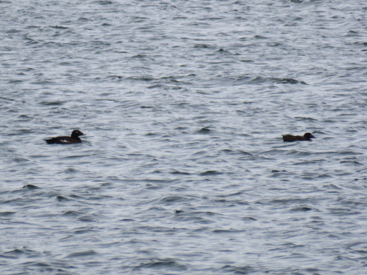 White-winged Scoter - ML579265651