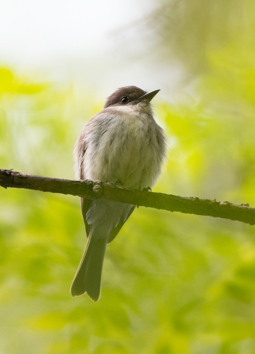 Eastern Phoebe - Brian Genge