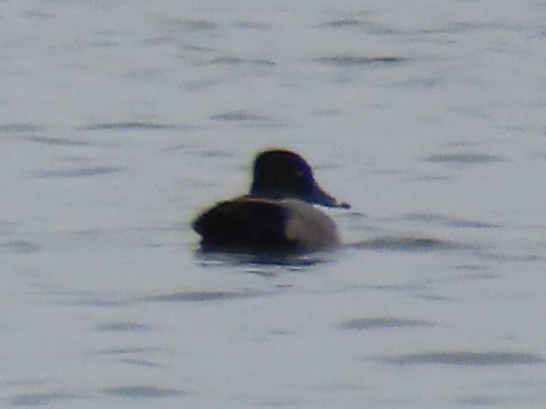 Ring-necked Duck - ML579266481