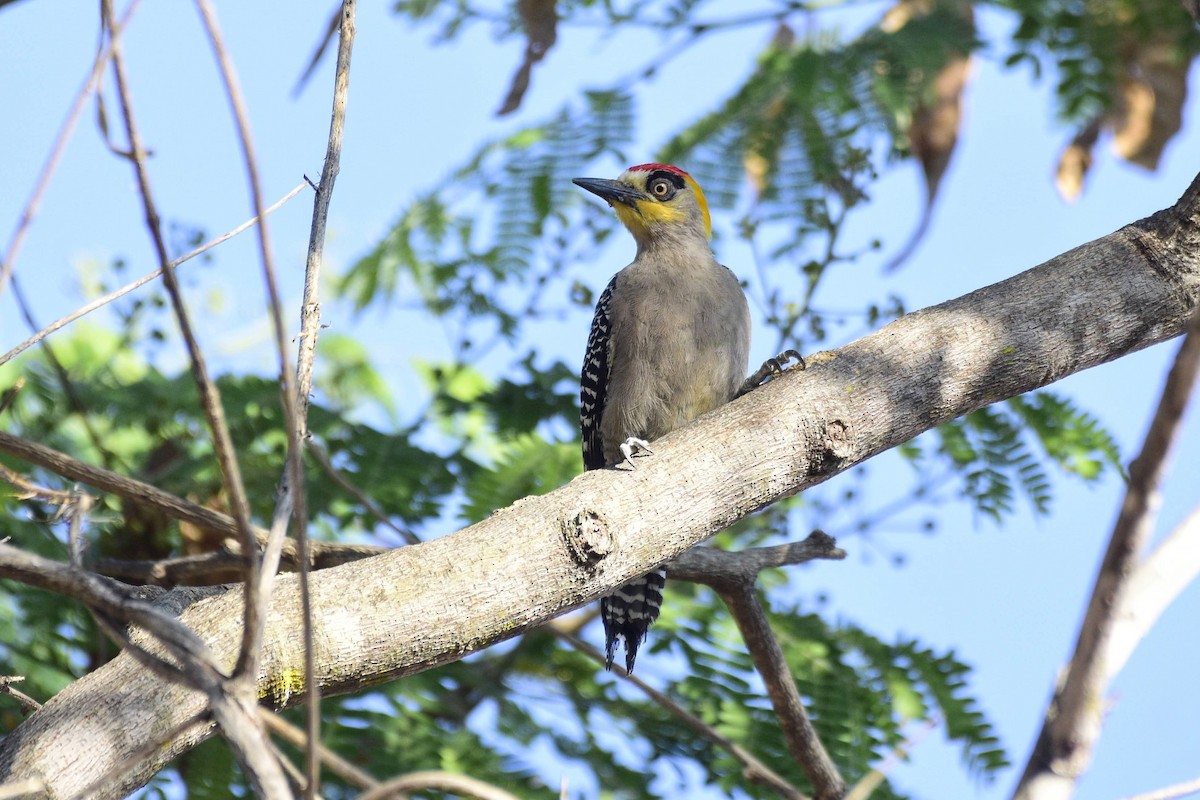 Golden-cheeked Woodpecker - David de Rivera Tønnessen
