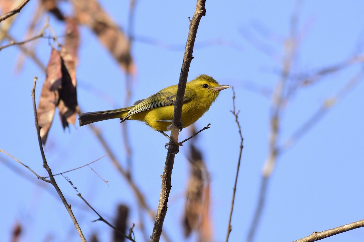 Goldbauchvireo - ML579267321