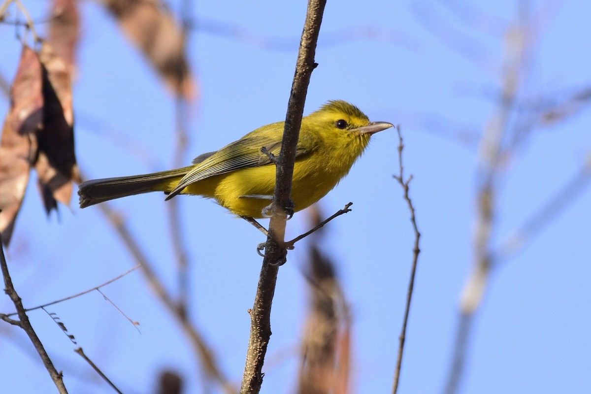 Golden Vireo - David de Rivera Tønnessen