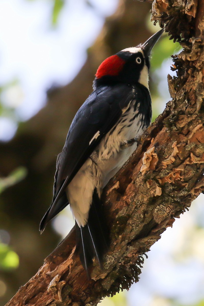 Acorn Woodpecker - ML579267441