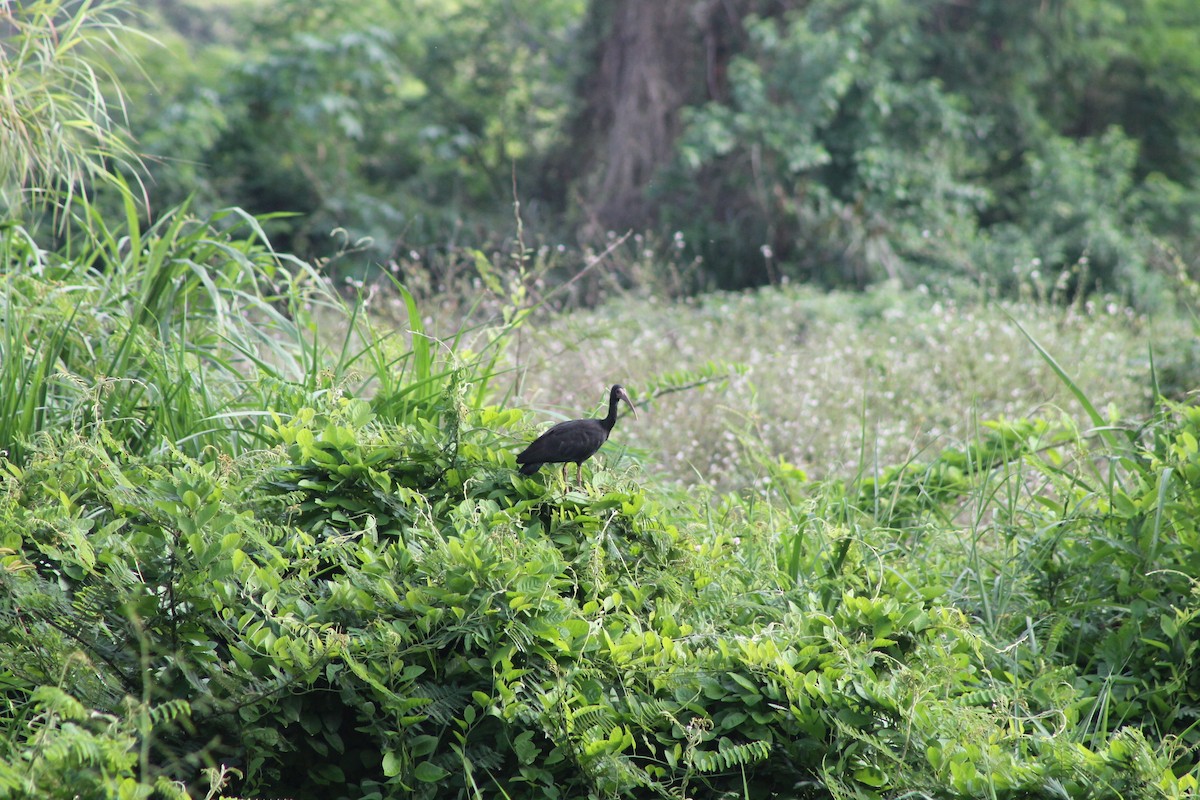 rødmaskeibis - ML57926771