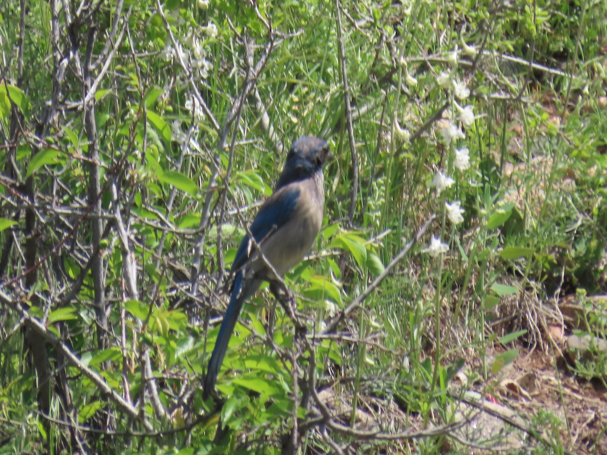 Woodhouse's Scrub-Jay - ML579268041
