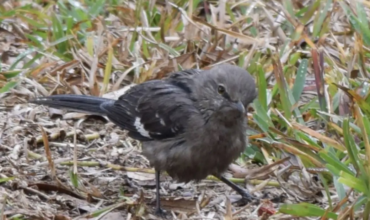 Northern Mockingbird - ML579268121