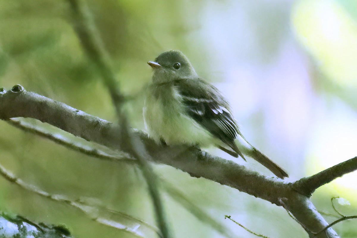 Moucherolle vert - ML579268251