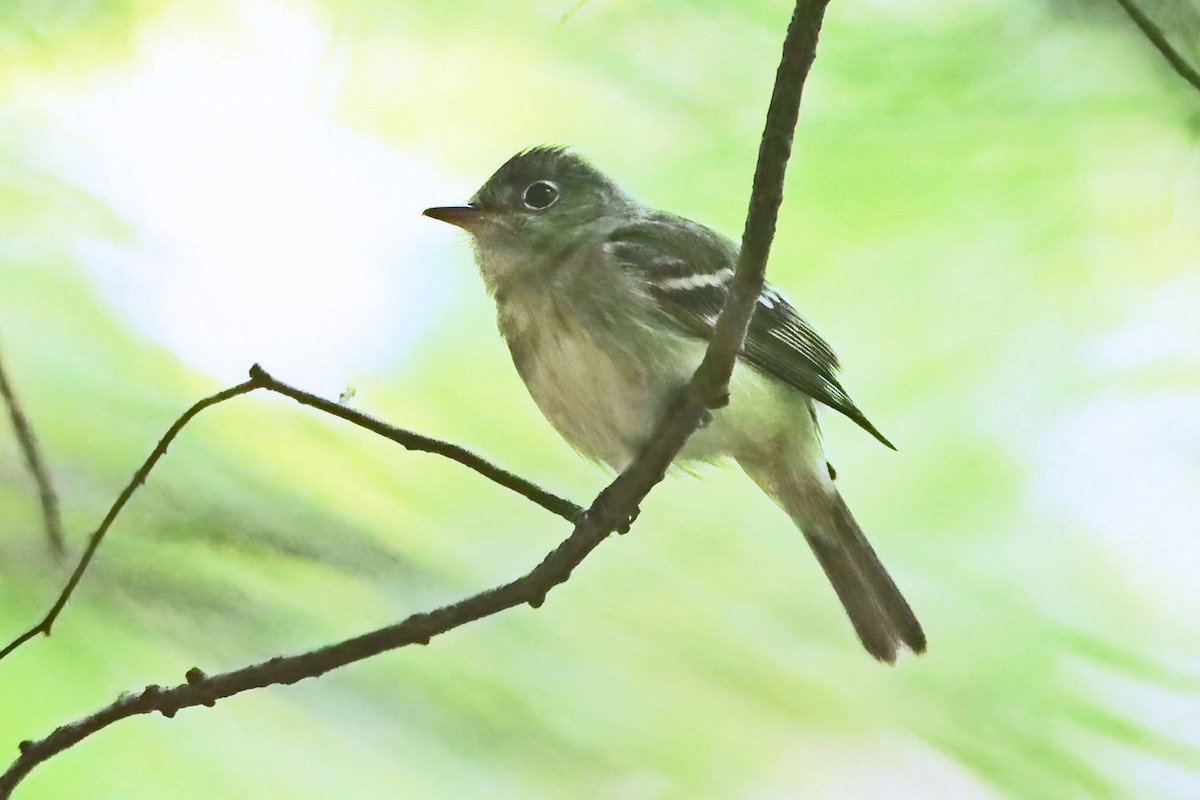 Acadian Flycatcher - ML579268261