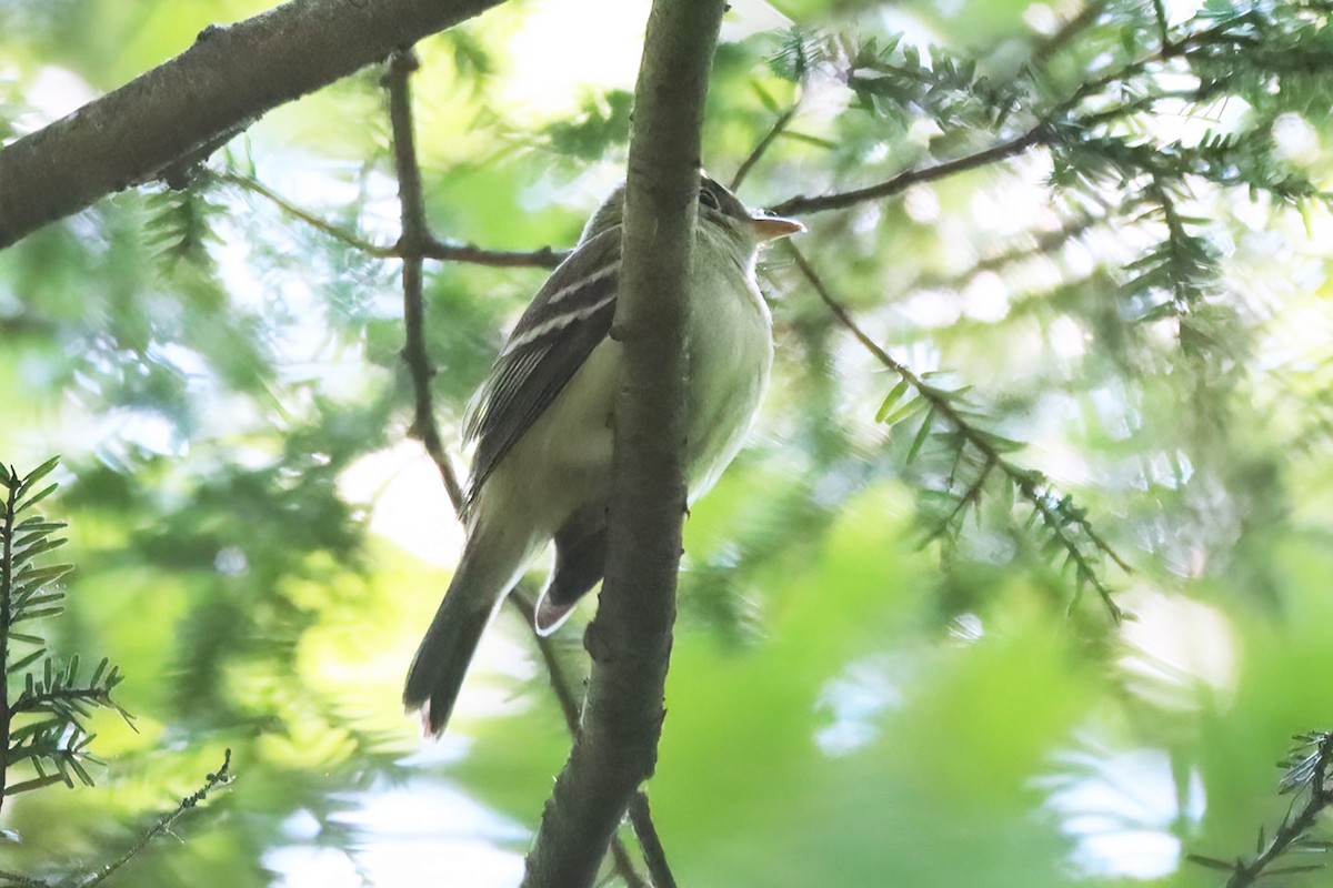 Acadian Flycatcher - ML579268271