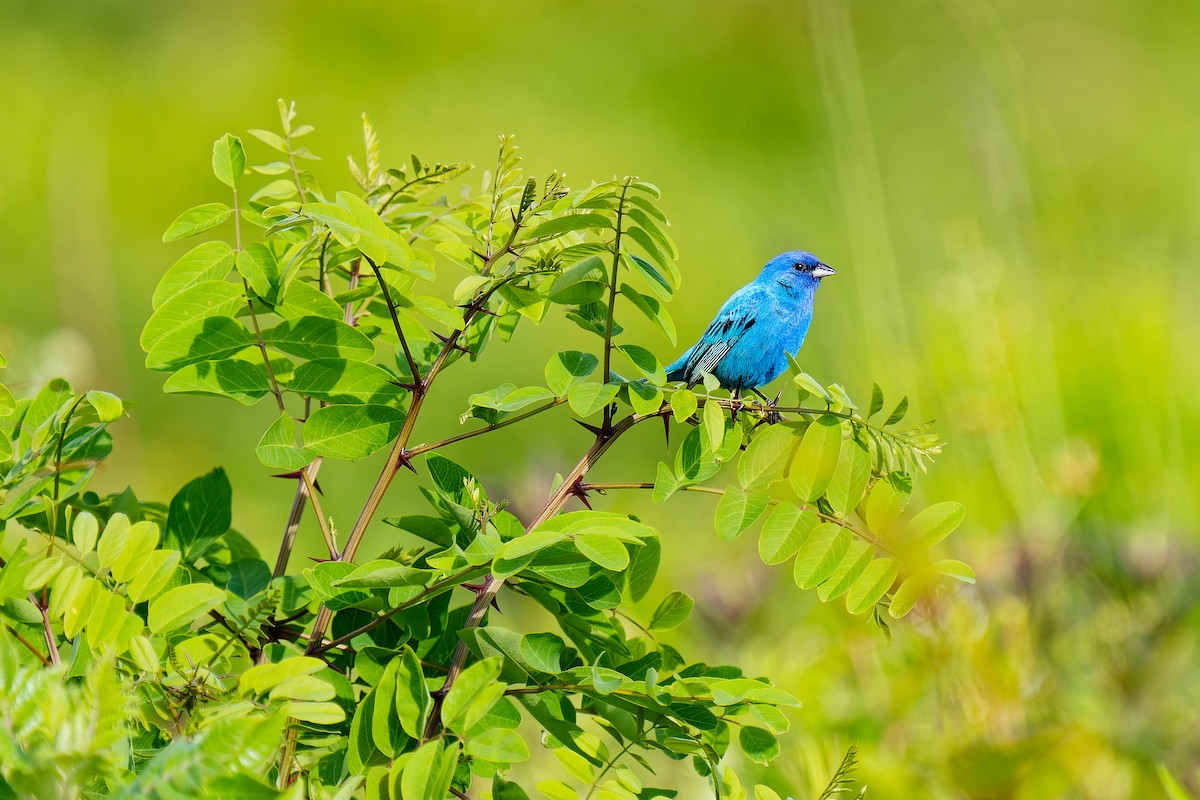 Indigo Bunting - Anonymous