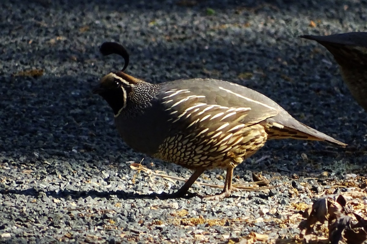 California Quail - ML579270581